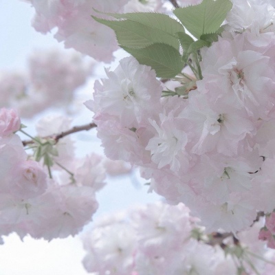 古交福瑞交流群